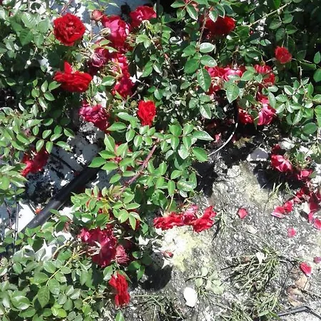 Bio-bauernhof Anawander 팜스테이 Mariahof