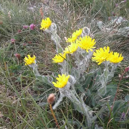 Bio-bauernhof Anawander Farma Mariahof