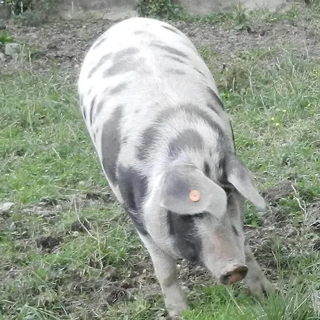 Bio-bauernhof Anawander * Mariahof