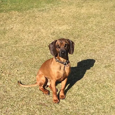 Bio-bauernhof Anawander 팜스테이 Mariahof