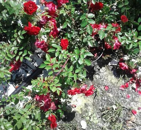 Bio-bauernhof Anawander ファームステイ Mariahof