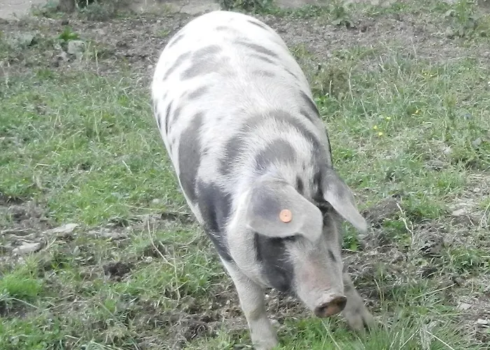 Bio-bauernhof Anawander * Mariahof