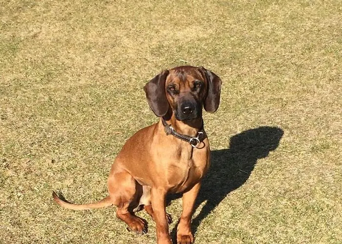 Bio-bauernhof Anawander Alloggio per agriturismo Mariahof